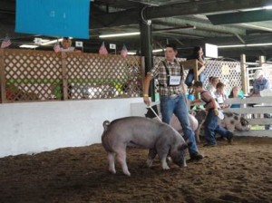 Tyrone High School student and FFA member Tanner Adams shows at the 2013 Huntingdon County Fair