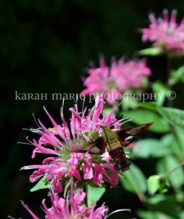 Hummingbird moth in bee balm