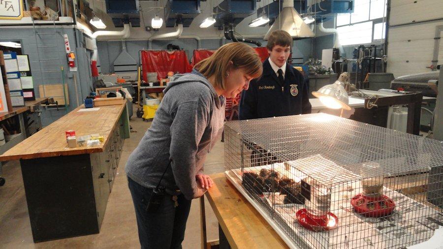 FFA+member+Josh+Rorabaugh+speaks+with+TAHS+staff+member+Becky+Scheckengost+about+the+animals+that+come+through+the+program.+Currently+students+are+raising+chicks+and+an+Iguana.
