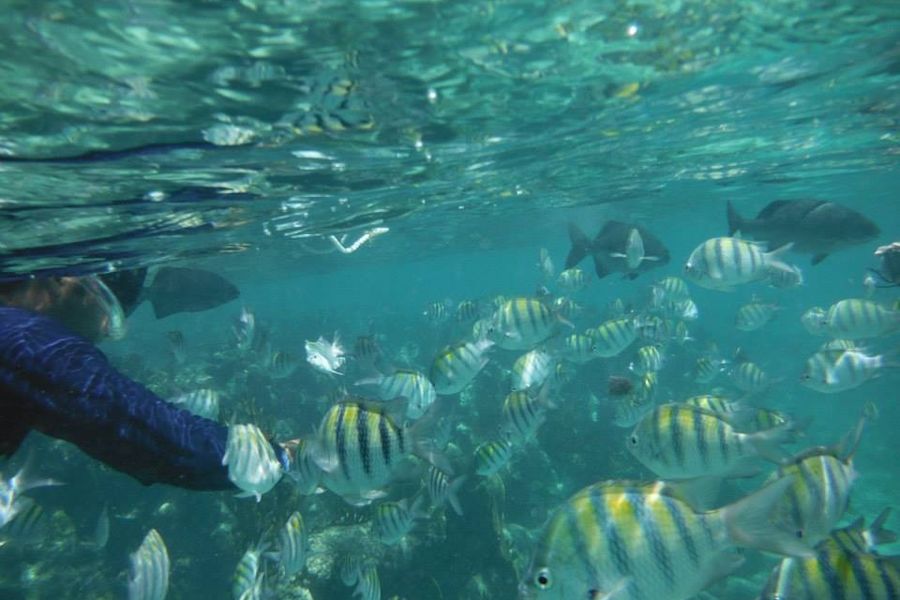 Photo taken of a school of fish in Riviera Maya, Mexico.
