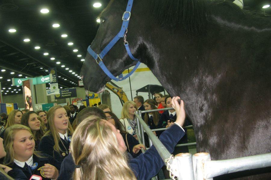 Jaylon Beck and FFA members from around the country getting to learn about Percheron-horses at the Career Expo.