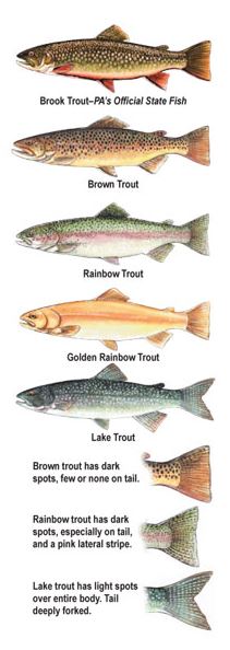 Types Of Trout Chart