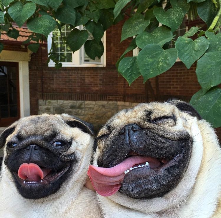 Happy National Pug Day!