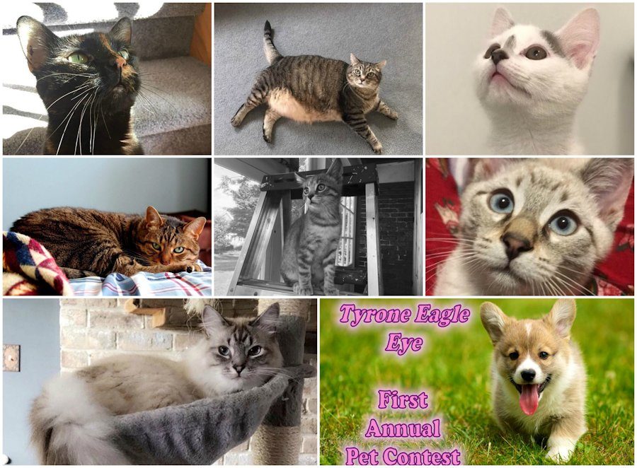 Eagle Eye Pet Photo Contest Finalists: Smitten for Kittens