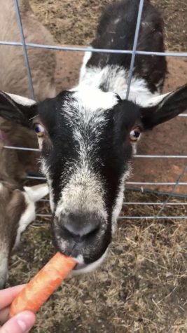 Fern the goat eating carrot