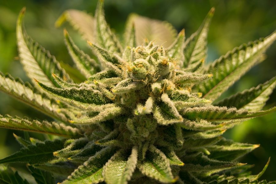 Cannabis+Plant