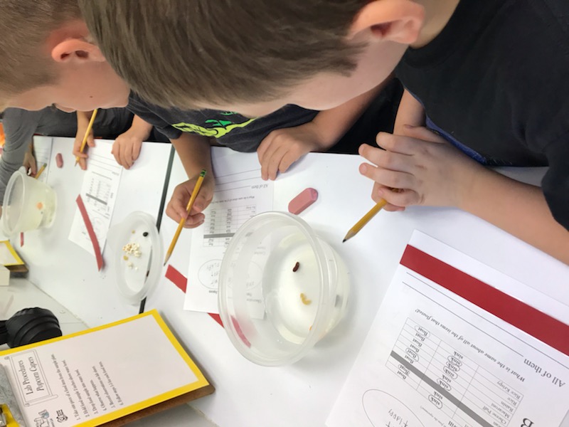 Elementary students work on the popcorn lab