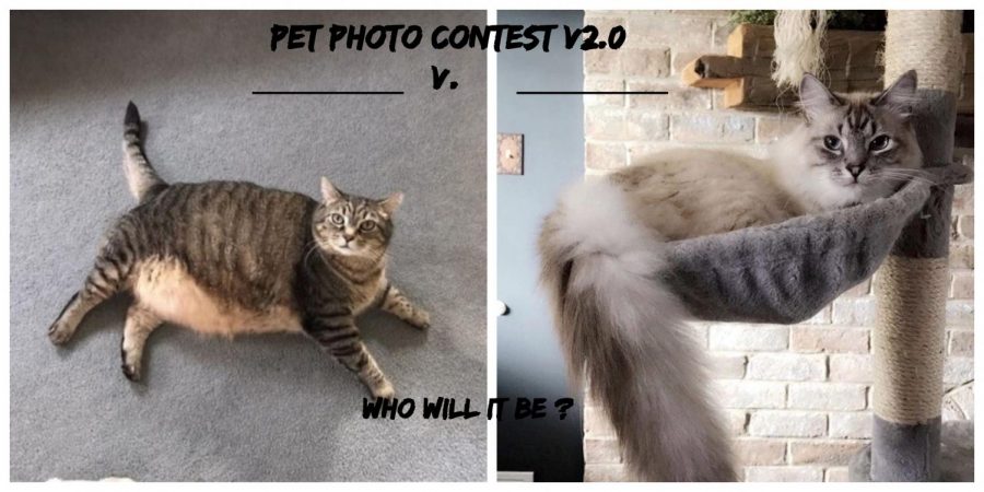 Second Annual Eagle Eye Valentine’s Day Pet Photo Contest