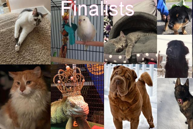 2019 second annual pet contest finalists.  