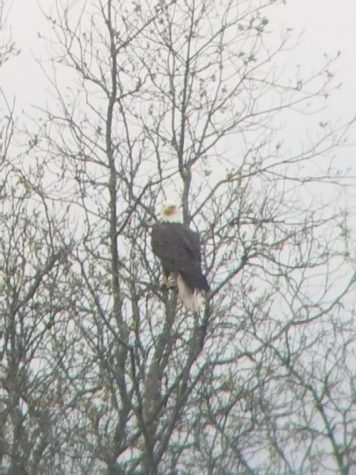 Isaac Parks took this wonderful photo of a bald eagle in his yard.
