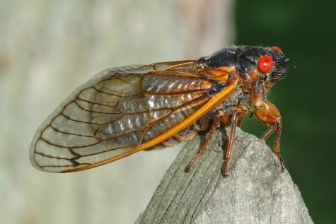 Periodical Cicada (Magicicada septendecim) - West Park, Lake Forest, IL - 10 June 2007
