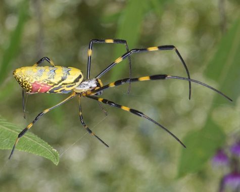 The joro spider is native to Japan, Korea, Taiwan, and China. Since 2013, much of northern Georgia and western South Carolina and has been moving north.