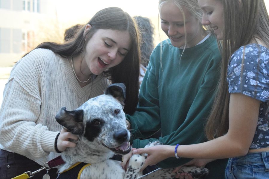 Rylee Poorman, Beth Pearson, and Reagan Irons interacting with the Human Society dogs. 