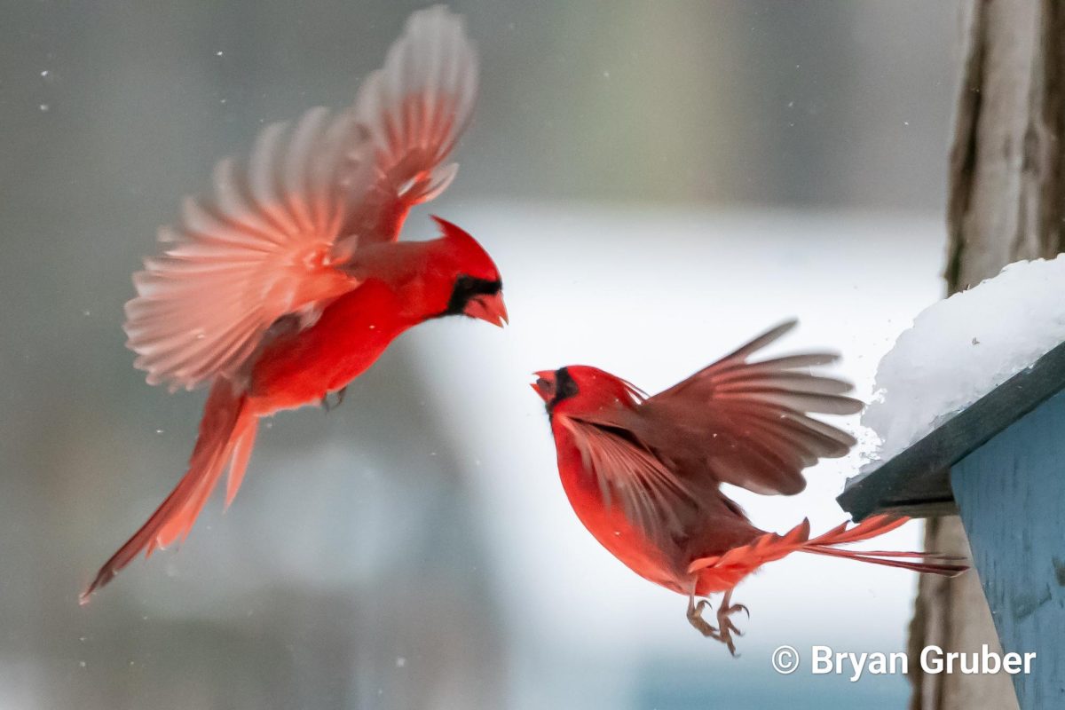 Great nature photography does not require a trip to a National Park or deep into the woods. Gruber captured this great image right next to his house. 