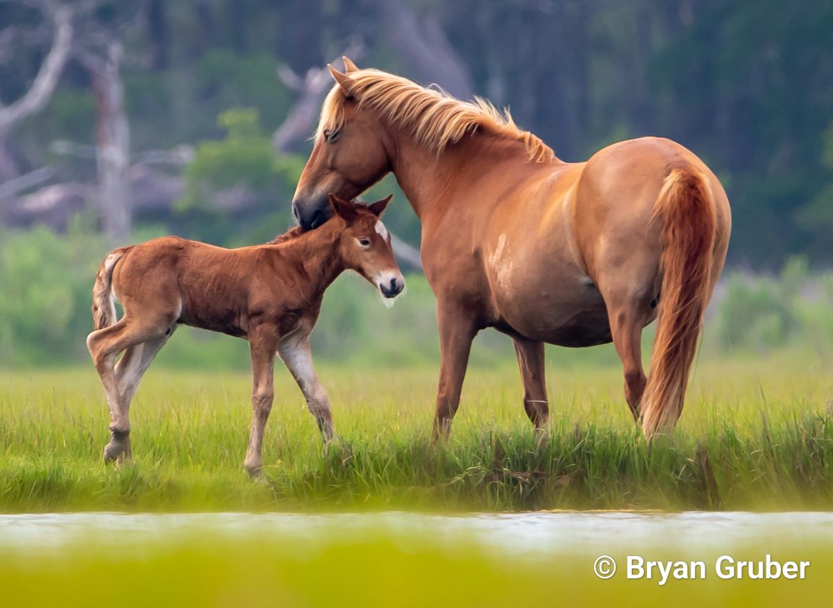 The horses on the island are wild decedents of horses brought from Europe by early explorers.  